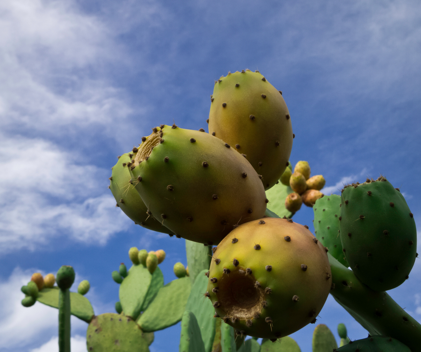 ウチワサボテン